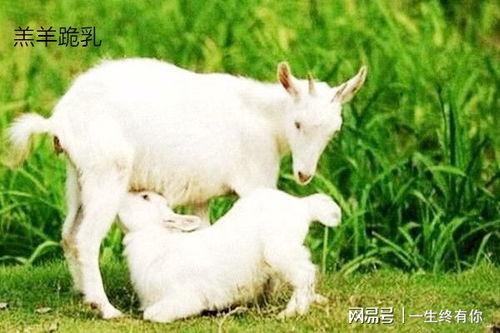 网红小羊吃瓜群微博,揭秘娱乐圈幕后故事