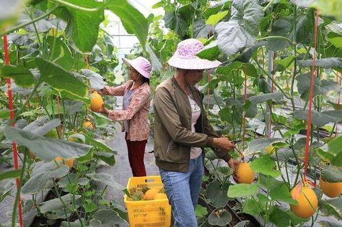 沂蒙山的网红吃瓜,探寻当地特色美食之旅