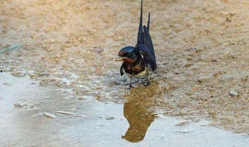 吃瓜老燕子爆料,娱乐圈幕后真相大揭秘